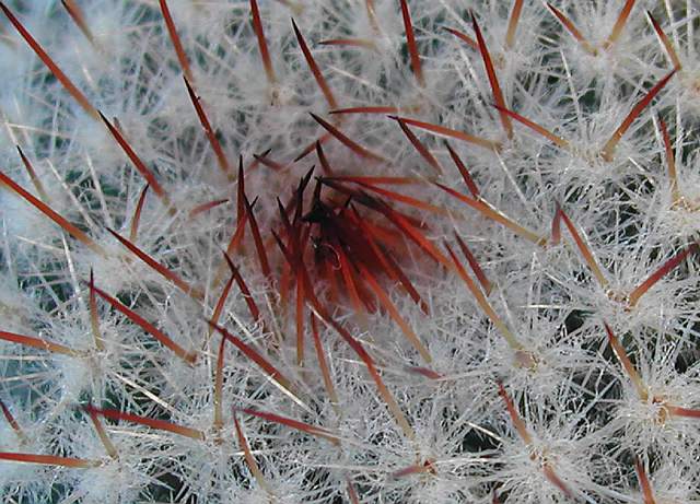 Mammillaria vaupelii (2).jpg